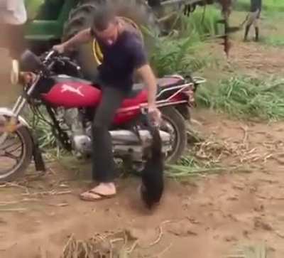 Monke no bike...