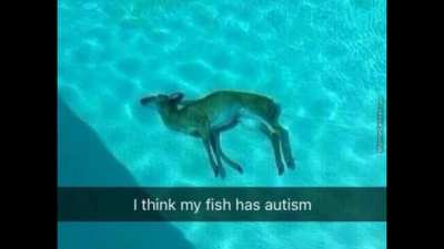 poor fish
