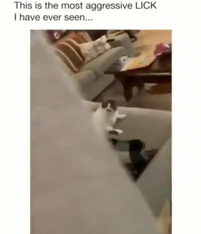 Angry chonk