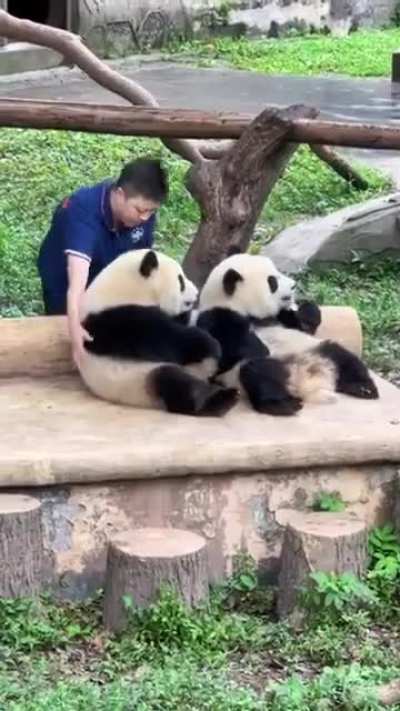 Panda tries to steal food