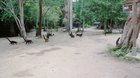 Coatis are the new dinosaurs