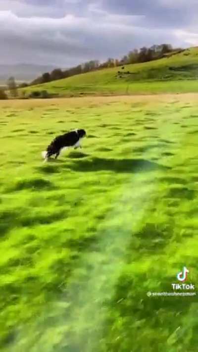 The happiest dog
