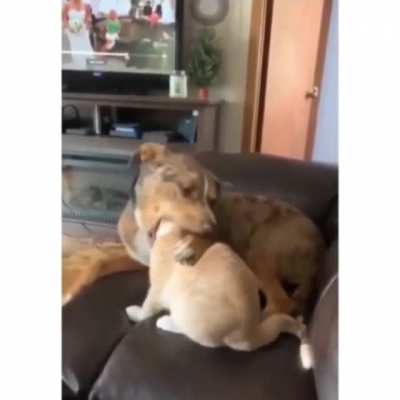 to eat a kitty