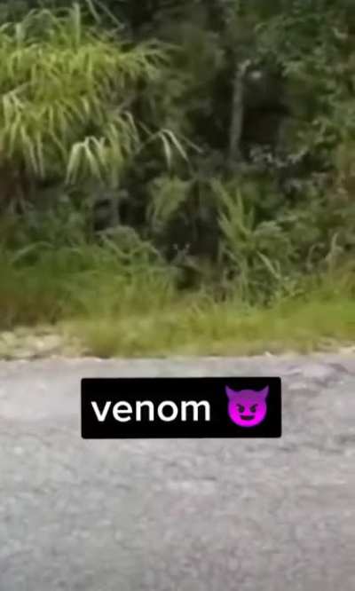 cuidado o venom vai te matar 😭😭😭😭