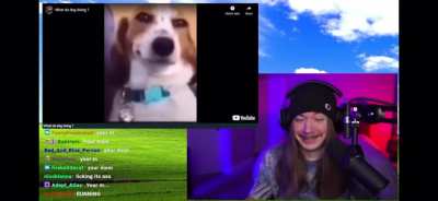 What is the dog doing?