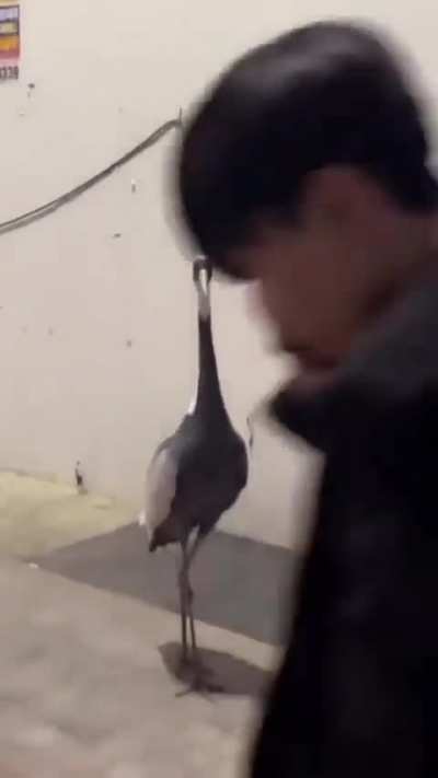 Crane attack