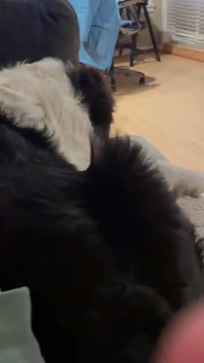 Pug feeling FOMO..