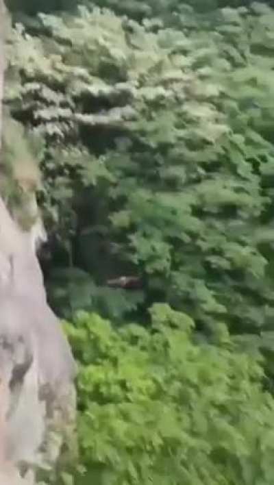 The Indian giant flying squirrel, also called the large brown flying squirrel or the common giant flying squirrel, is a species of rodent in the family Sciuridae.