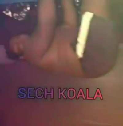 sech koala
