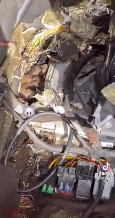 Mice nibbling away the wiring of a Lamborghini