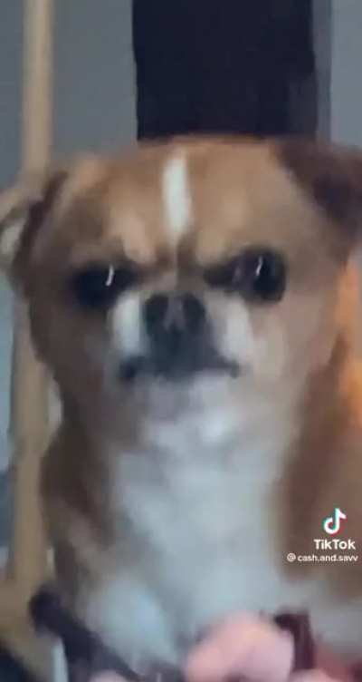 give doge a slice