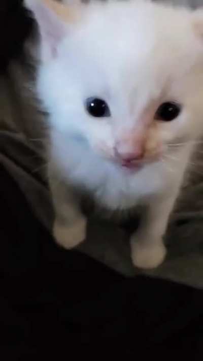 baby cat