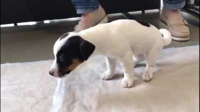 Puppy isn’t feeling well