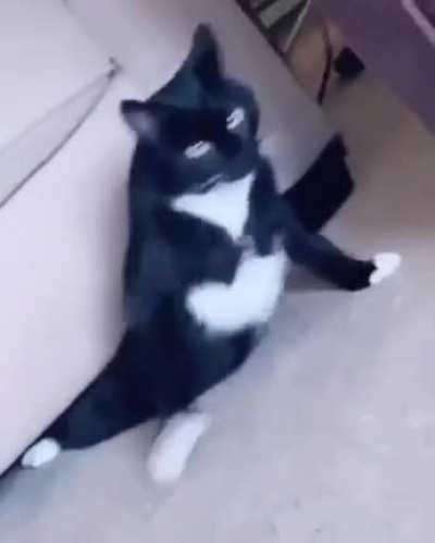 Cats are absolutely alien