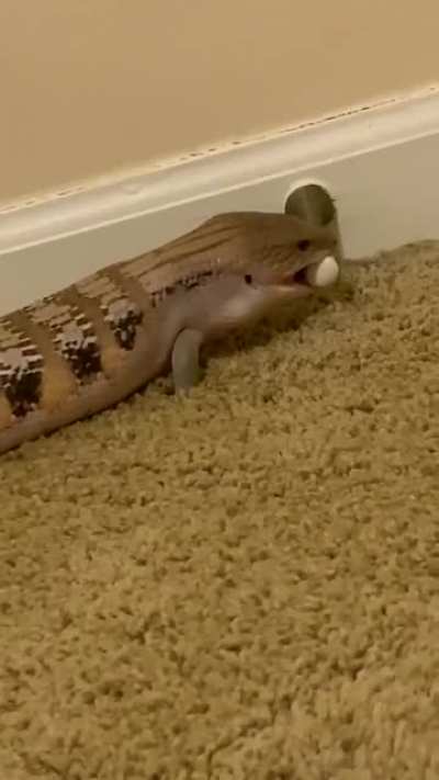 doorstop goes brrrr