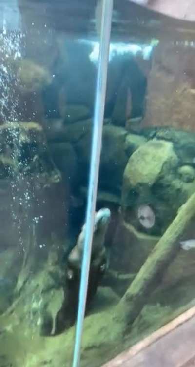Saw this little guy at the Cheyenne Mountain Zoo!!