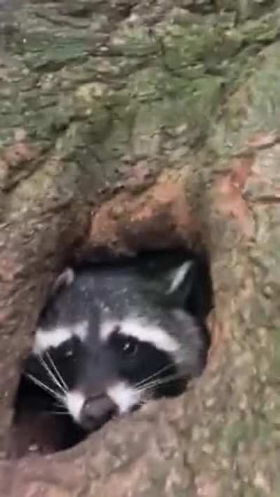 Raccoon Eggs