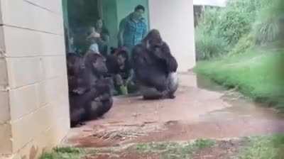Gorillas are magnificent, majestic creatures full of grace and beauty... except when it rains.