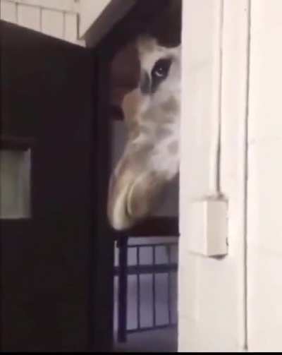(Sound on) Nobody expects the giraffe in the kitchen