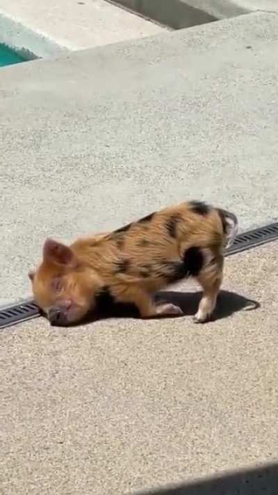 pig
