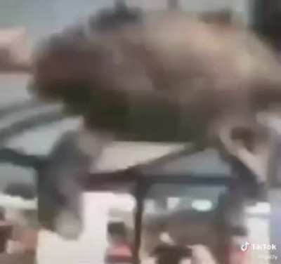 Crab be wankin'