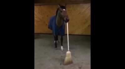 Cavalo