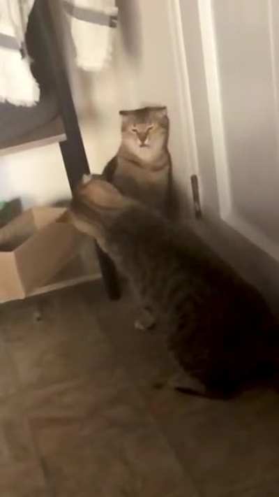 Two jerks havin a slap
