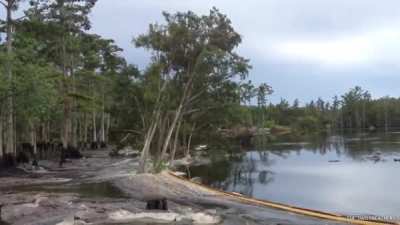trees de-spawning