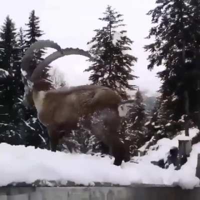 Freeing a stuck abex