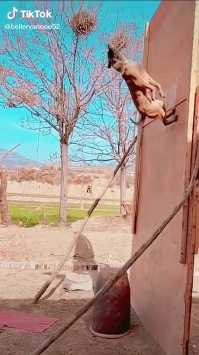 A Super Dog