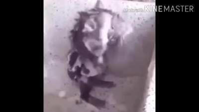 Germen rat showe r 🐀 🚿