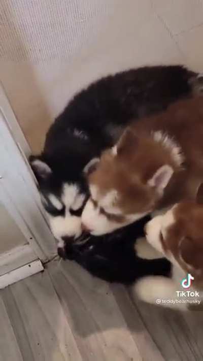 Death by puppy kisses