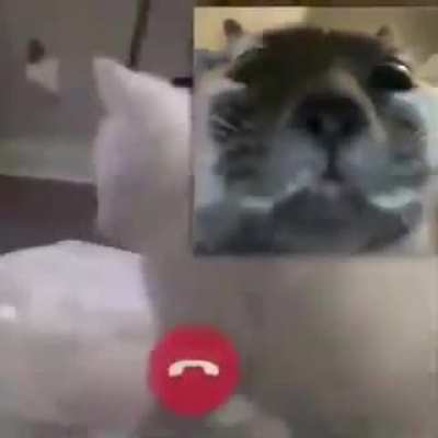 *Gato bailando*