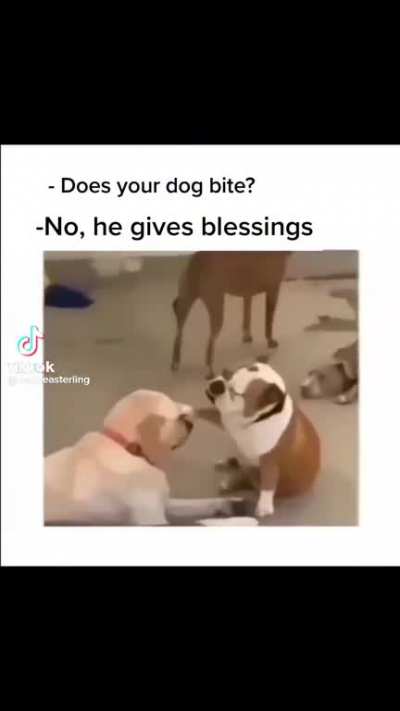 Holy Doggo