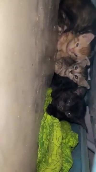 Few days ago i posted about a mother cat who delivered 4 babies everyone dibs in orange but black and grey also very cute 🥰