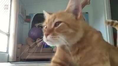 You got to be “kitten” me.