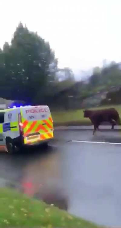 A load of bull