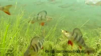 Bait