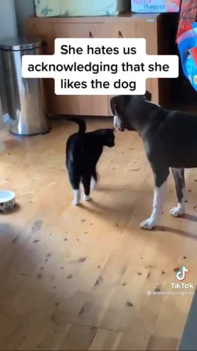 cat being a jerk