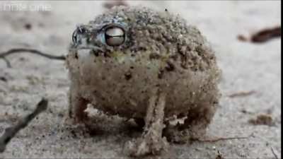 The sonorous warcry of a very angry mouse