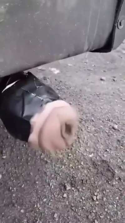 Madlad
