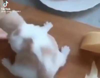 sIcK fUcK mAkEs sAnDwIcH uSeS cAt fOr sAnDwIch