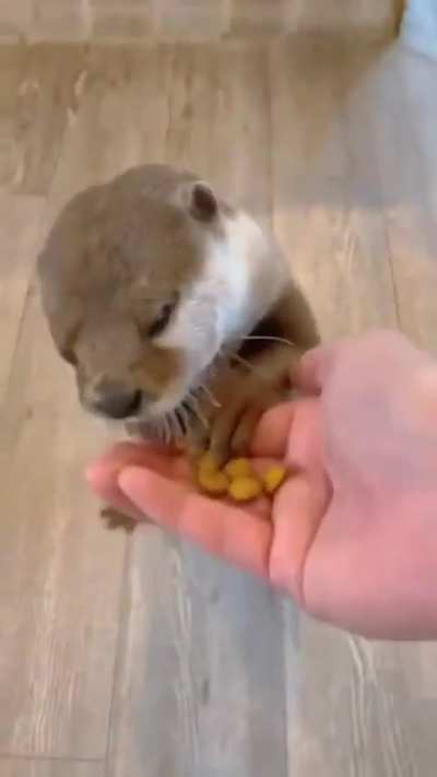 In otter news today