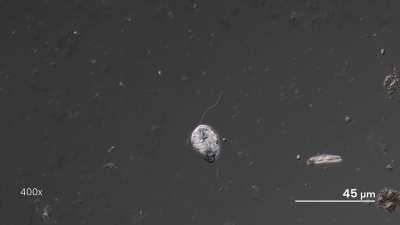 A flagellate, possibly Anisonema