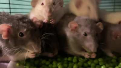 20 Lil’ grabbies