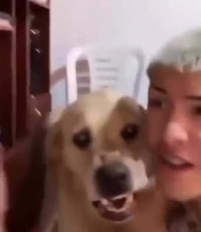 Dog knows how to throw down a beat