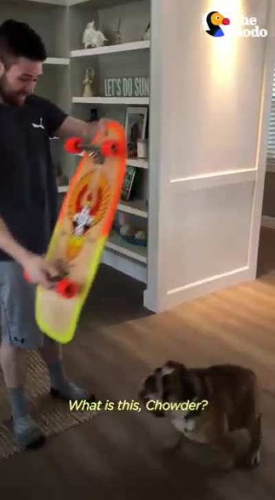 We’re teaching him how to surf next! 🌮