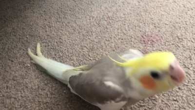 He keeps doing this whenever I’m near him, I know it’s normal baby noises. I’ve tried giving him food and attention but that doesn’t work. He’s completely uninterested in training despite being eager a few days ago. Anything I can do about it or do I have