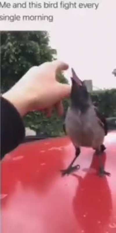 birb