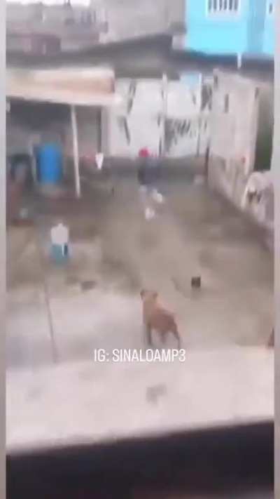 The dog is okay